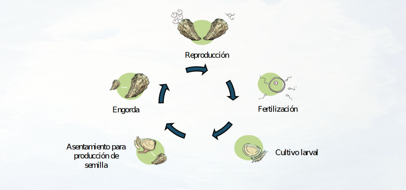 Ciclo de reproducción de moluscos